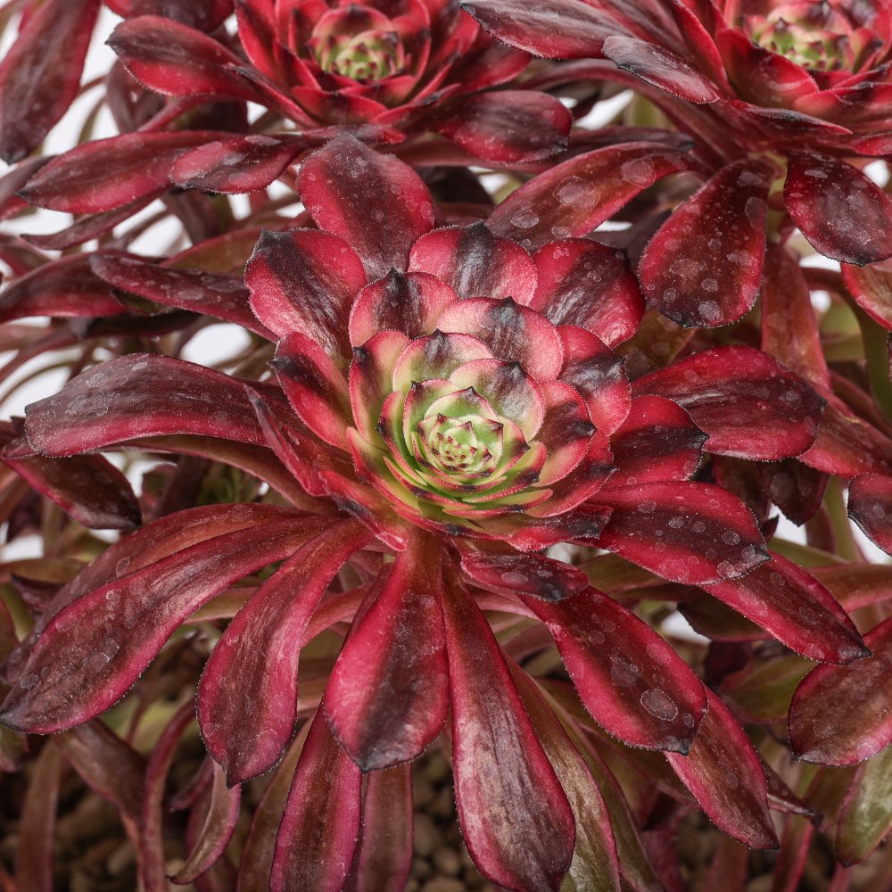 Aeonium Phoenix Flame Ø 18 cm