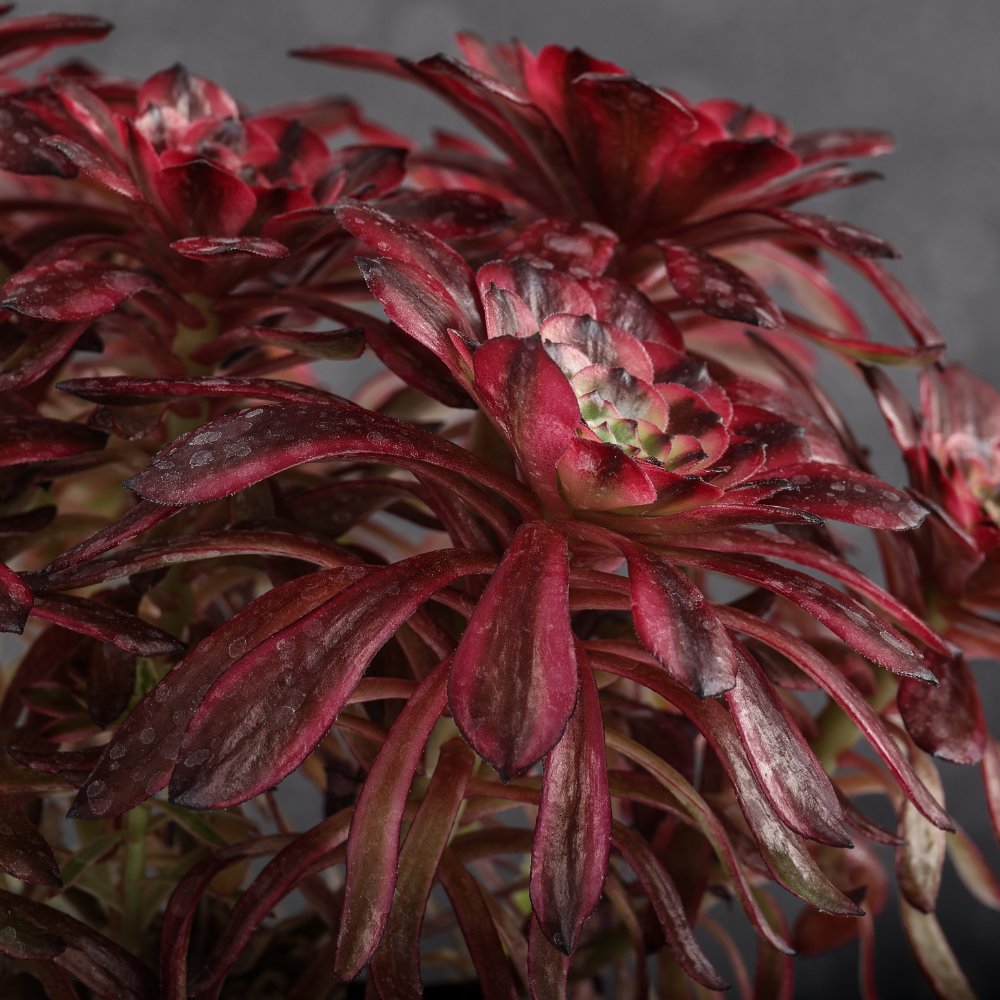 Aeonium Phoenix Flame Ø 18 cm