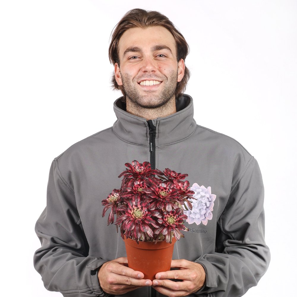 Aeonium Phoenix Flame Ø 18 cm
