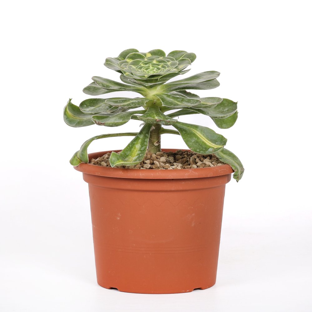 Aeonium Pharaoh Ø 18 cm