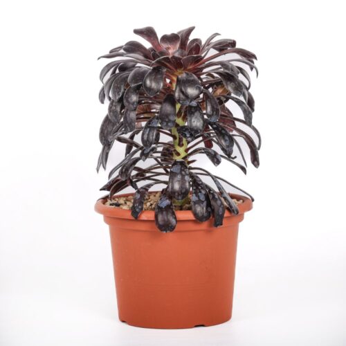 Aeonium Arboreum 'Nigra' Ø 18 cm