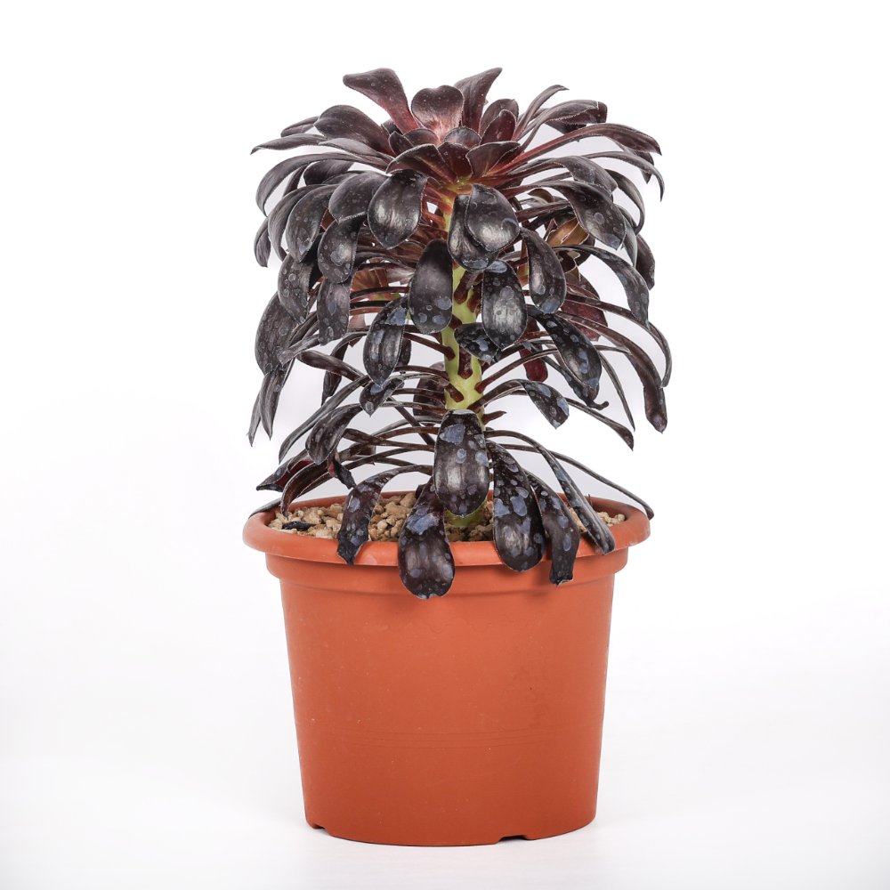 Aeonium Arboreum 'Nigra' Ø 18 cm