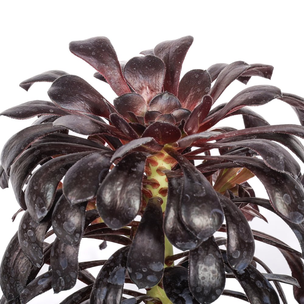 Aeonium Arboreum 'Nigra' Ø 18 cm