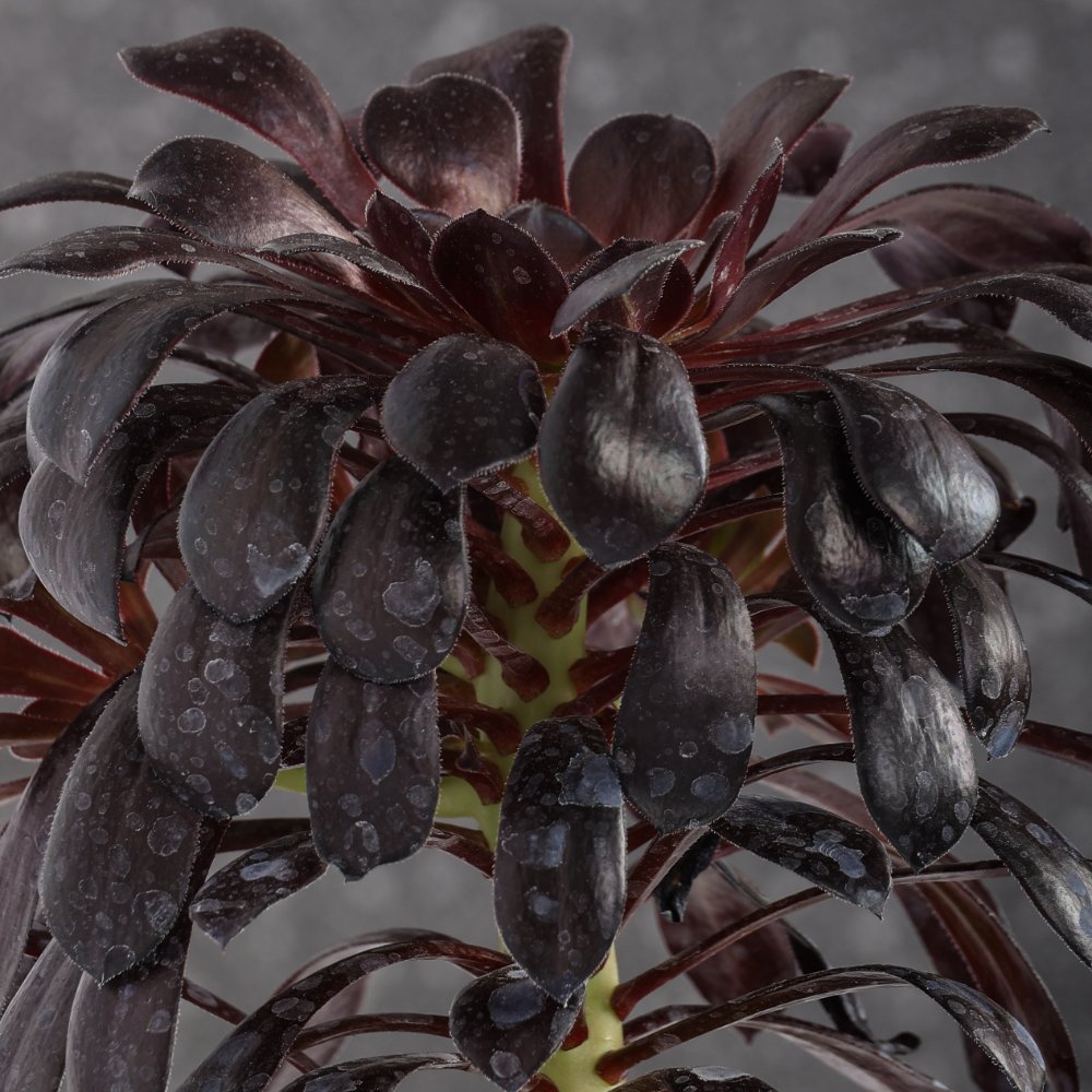Aeonium Arboreum 'Nigra' Ø 18 cm