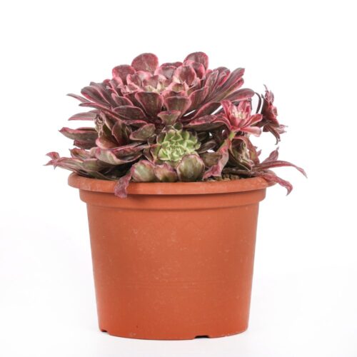 Aeonium Kaleidoscope Ø 18 cm