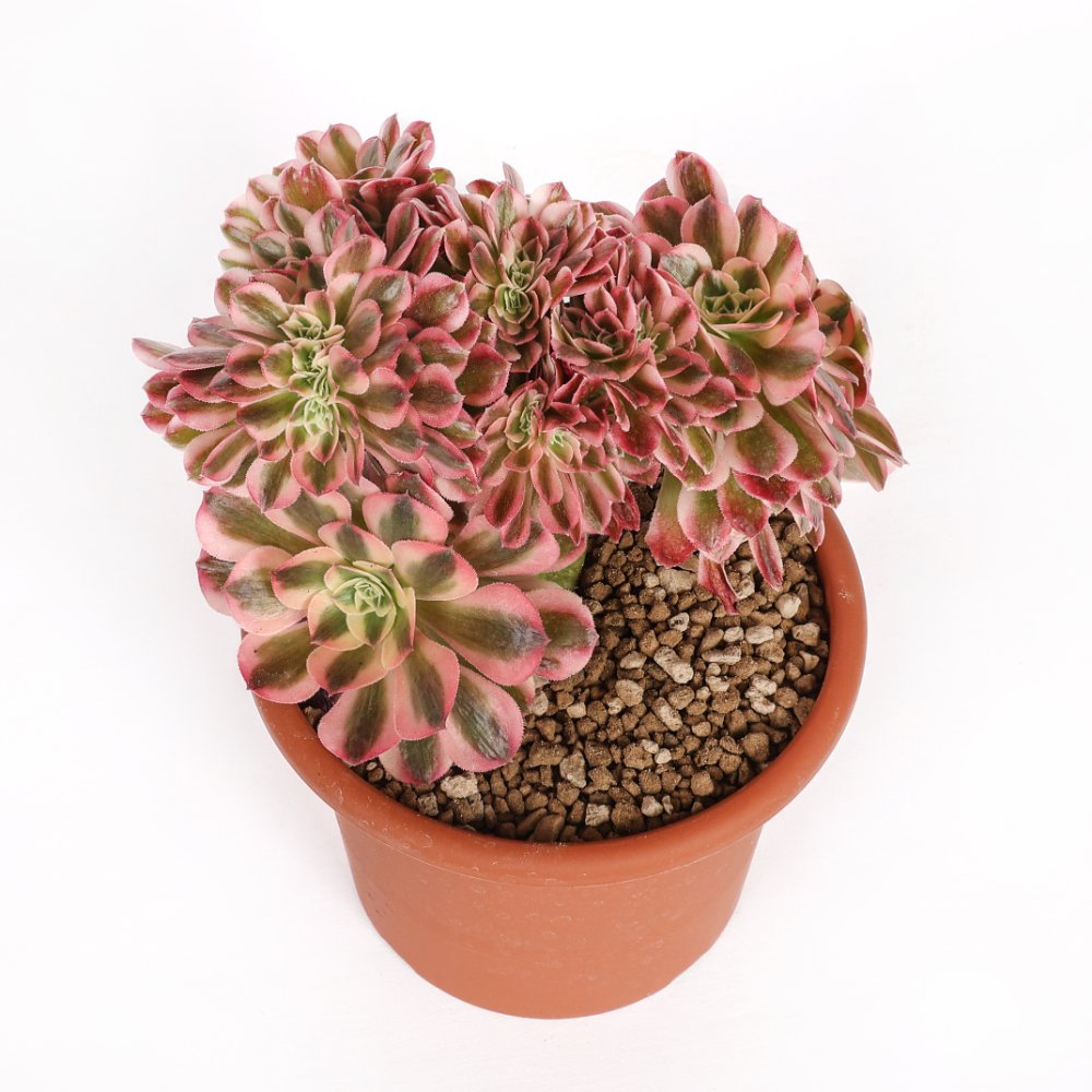 Aeonium Pink Witch f. crestata Ø 18 cm