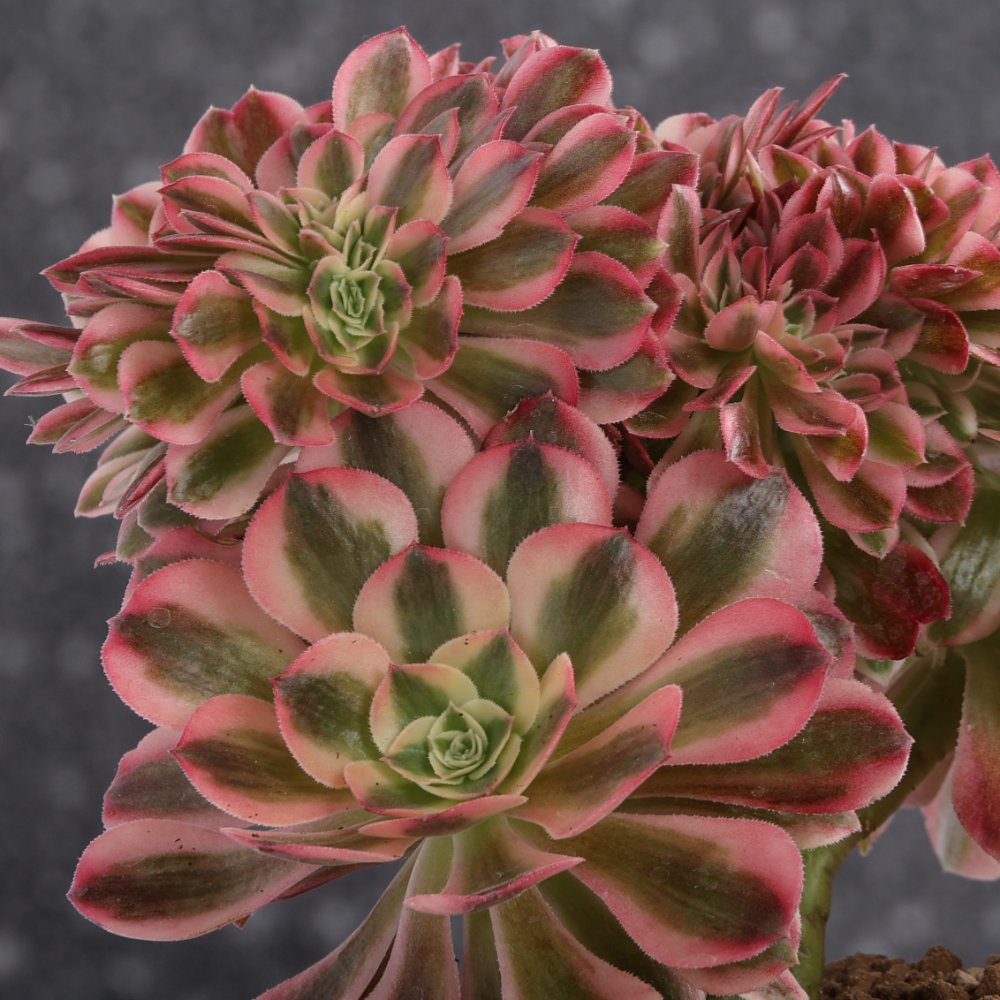 Aeonium Pink Witch f. crestata Ø 18 cm