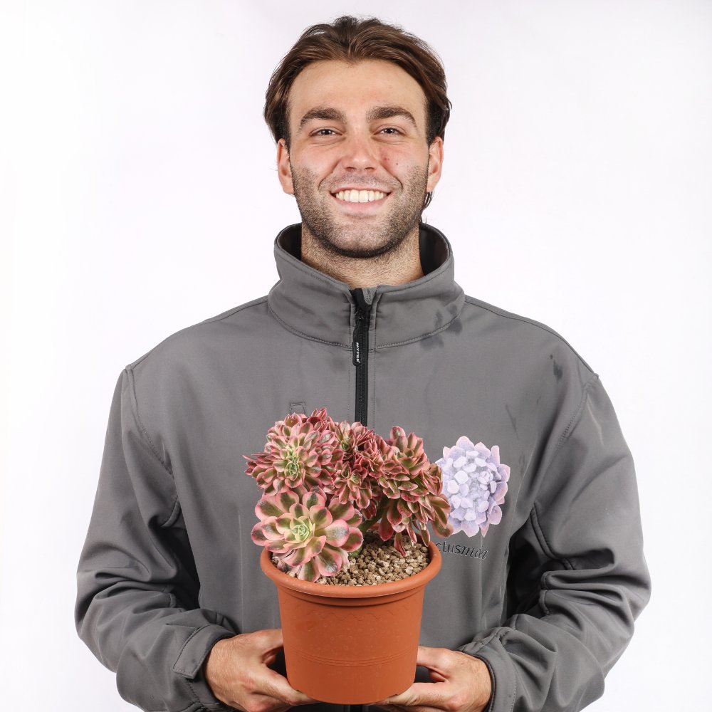 Aeonium Pink Witch f. crestata Ø 18 cm