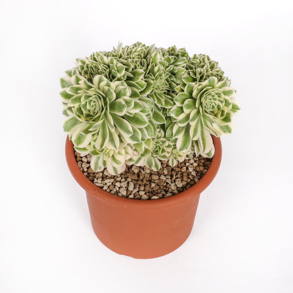 Aeonium 'Maybach' f. crestata Ø 18 cm