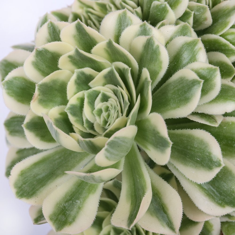 Aeonium 'Maybach' f. crestata Ø 18 cm