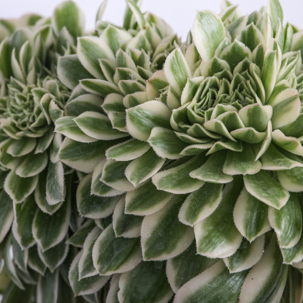 Aeonium 'Maybach' f. crestata Ø 18 cm