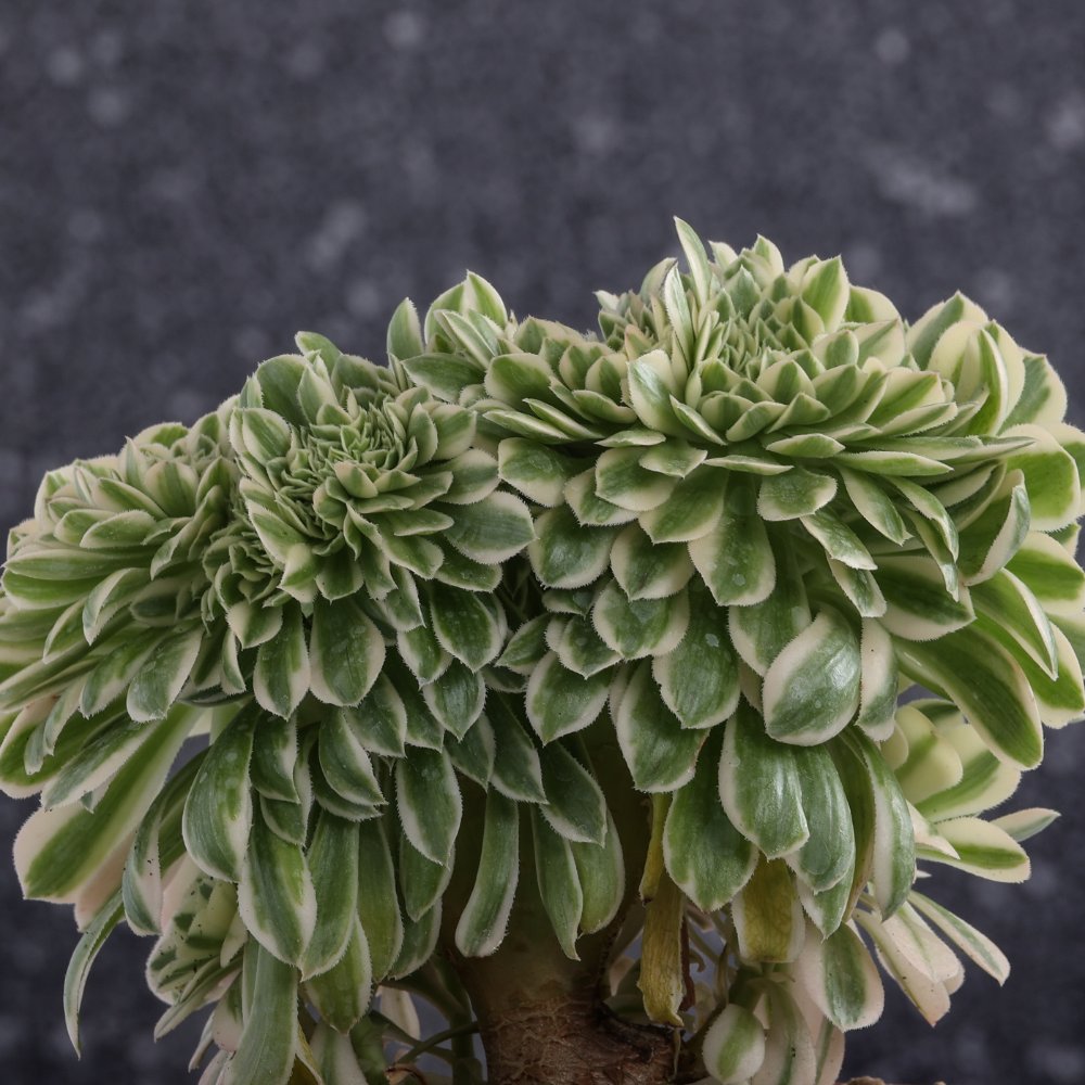 Aeonium 'Maybach' f. crestata Ø 18 cm