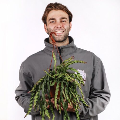 Rhipsalis cruciformis spiralis Ø 14 cm