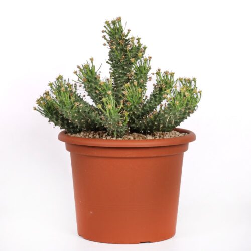 Euphorbia Flanaganii Ø 30 cm
