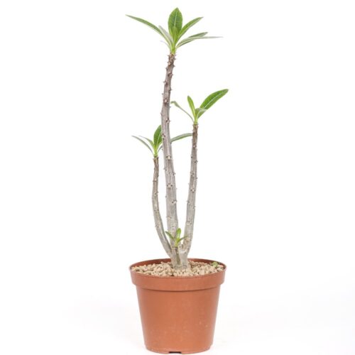 Pachypodium rutenbergianum Ø 14 cm