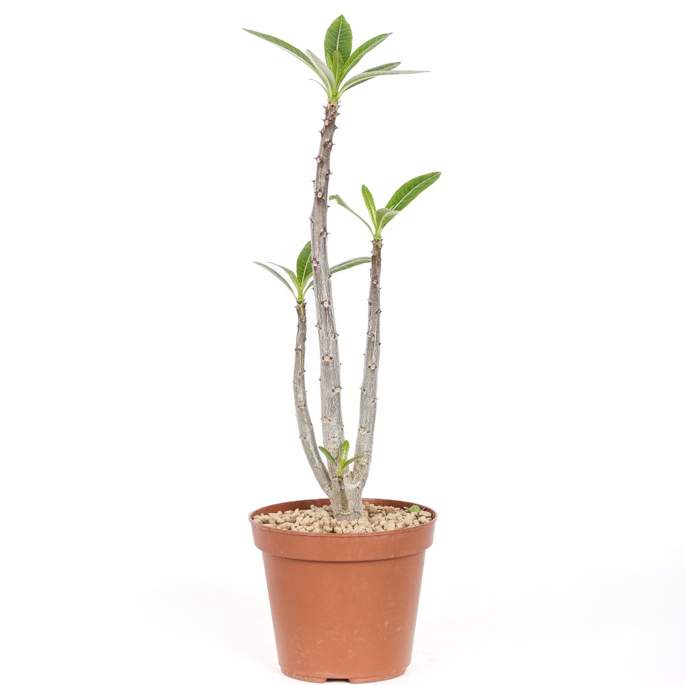 Pachypodium rutenbergianum Ø 14 cm