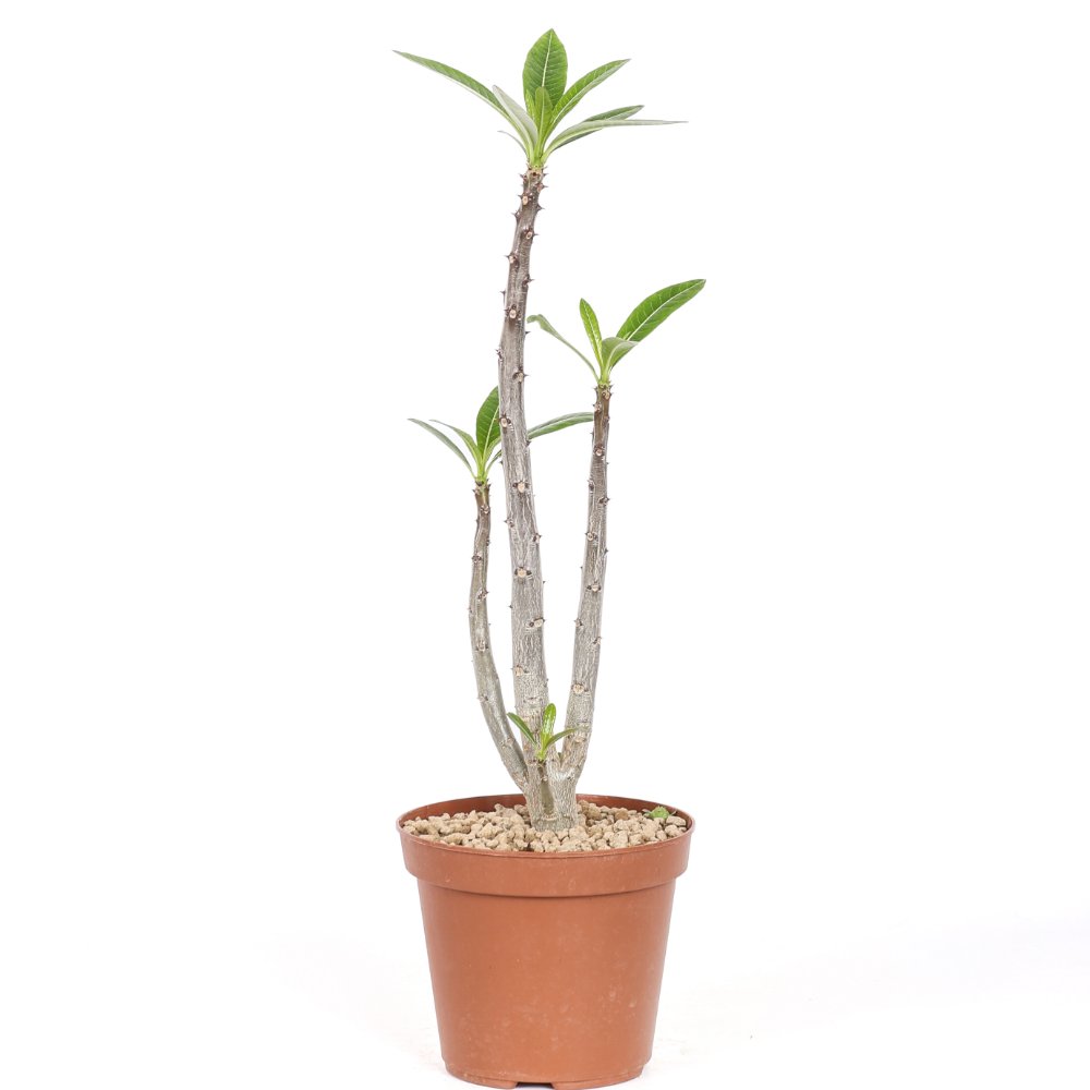 Pachypodium rutenbergianum Ø 14 cm