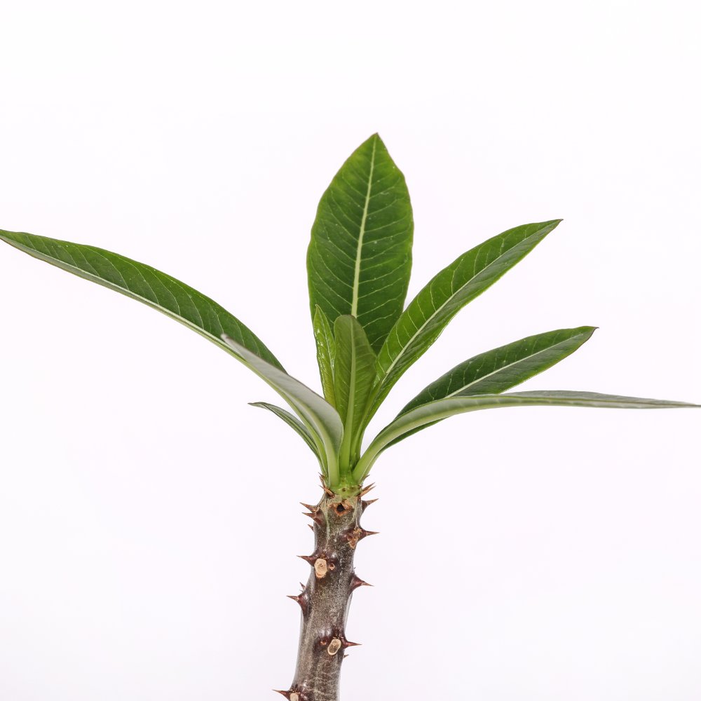 Pachypodium rutenbergianum Ø 14 cm