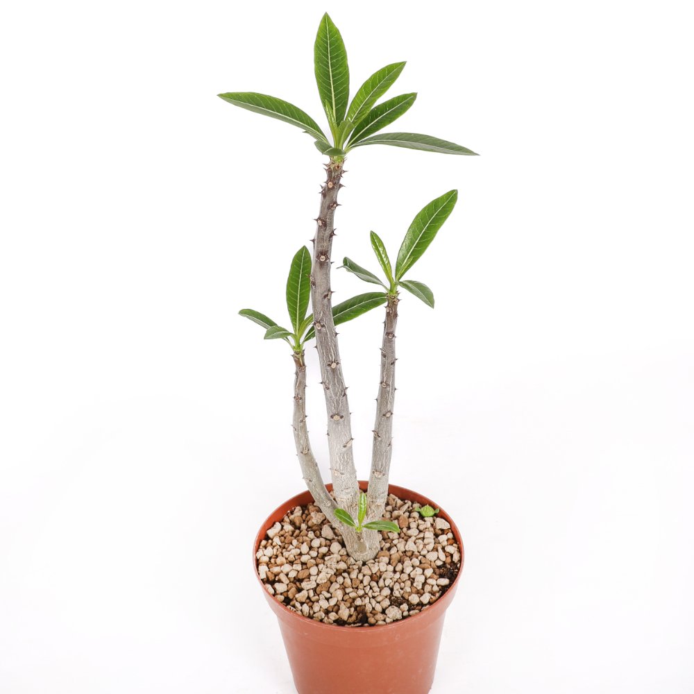 Pachypodium rutenbergianum Ø 14 cm