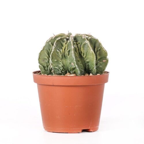 Astrophytum ornatum x Fukuryu Ø 10,5 cm