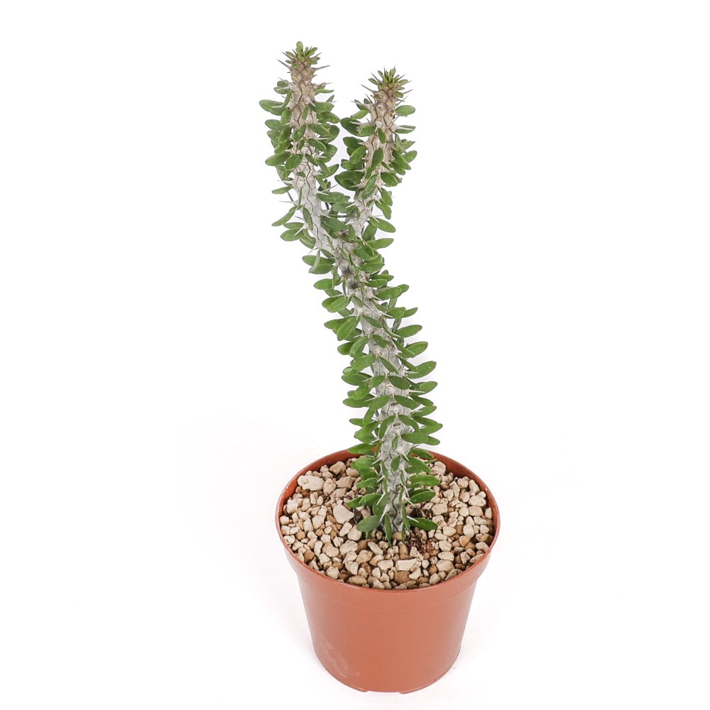 Alluaudia procera Ø 12 cm