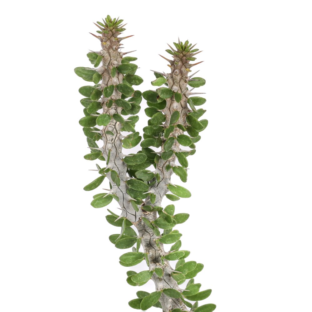 Alluaudia procera Ø 12 cm