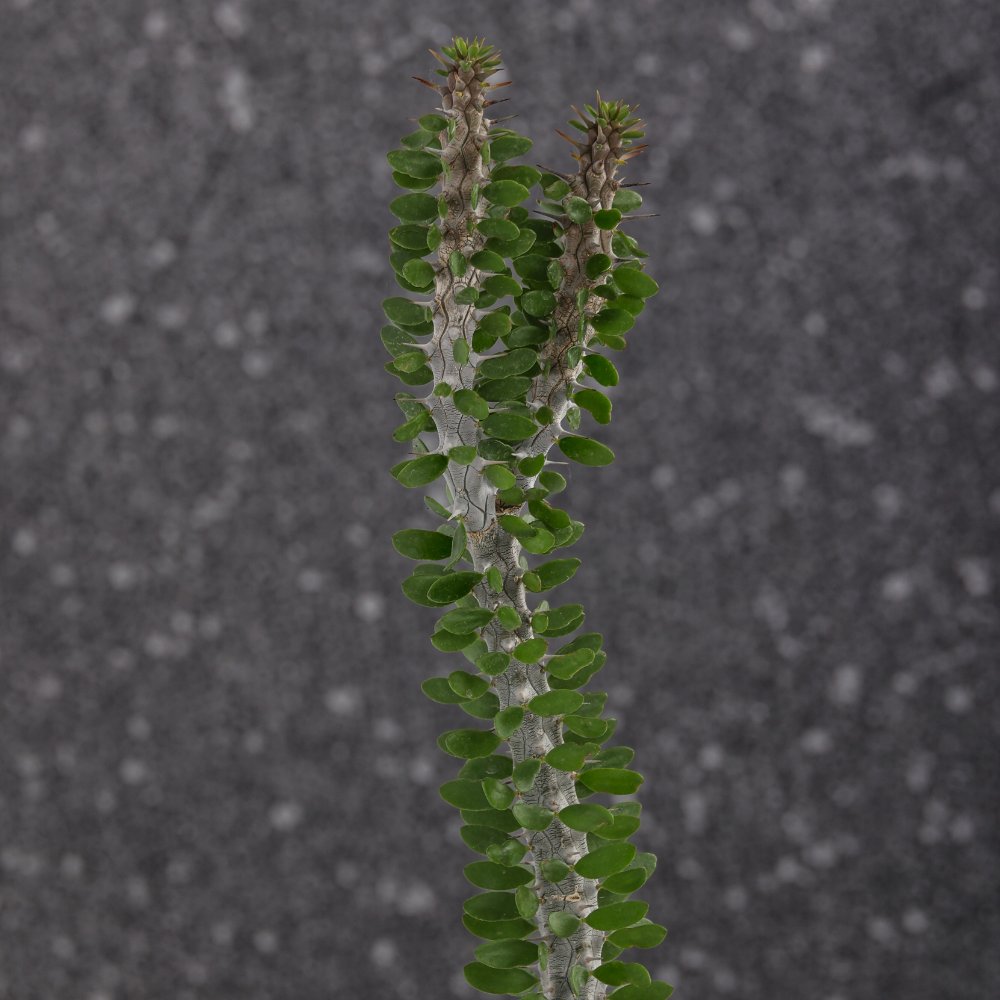 Alluaudia procera Ø 12 cm
