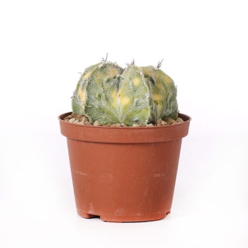 Astrophytum ornatum x Fukuryu variegato Ø 10,5 cm