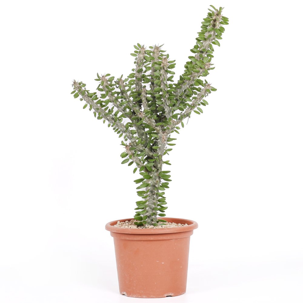 Alluaudia procera Ø 18 cm