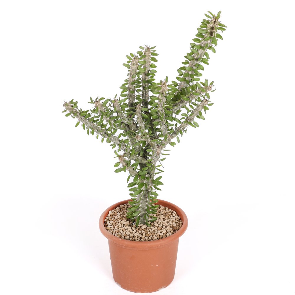 Alluaudia procera Ø 18 cm