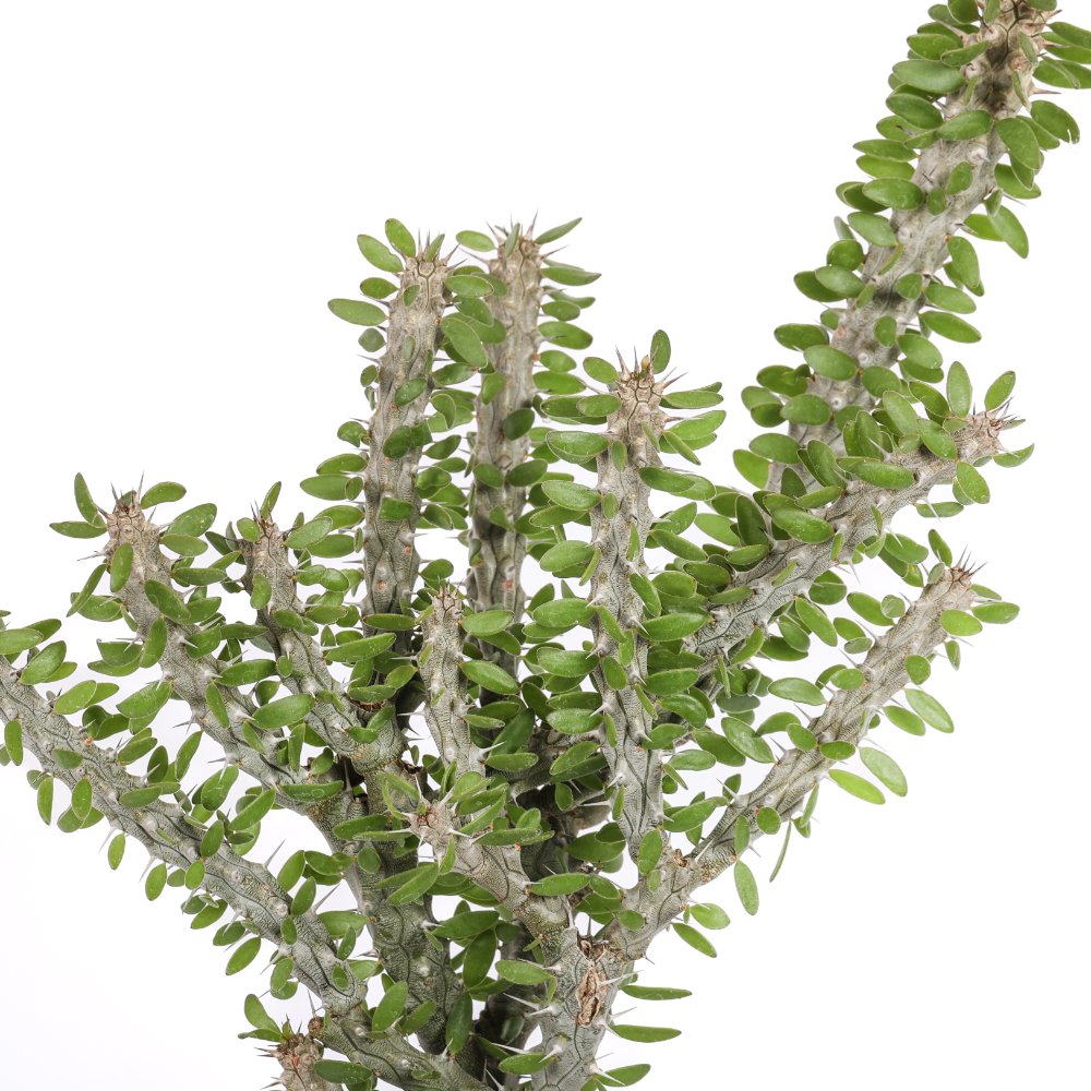Alluaudia procera Ø 18 cm