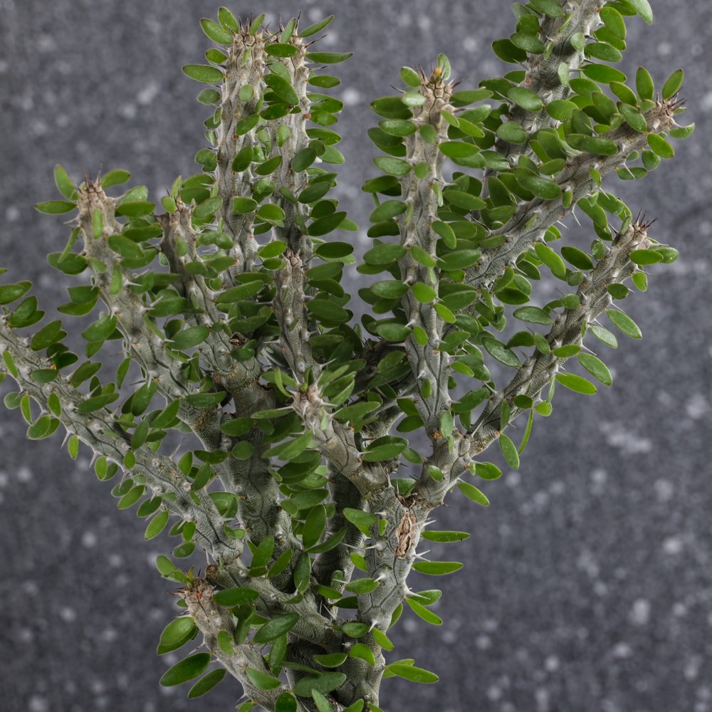 Alluaudia procera Ø 18 cm