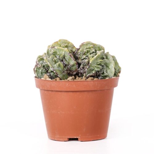 Astrophytum myriostigma Fukuryu Ø 10,5 cm