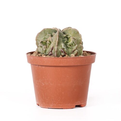 Astrophytum myriostigma Fukuryu Ø 10,5 cm