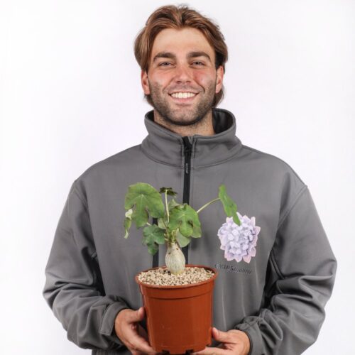Jatropha podagrica Ø 17 cm