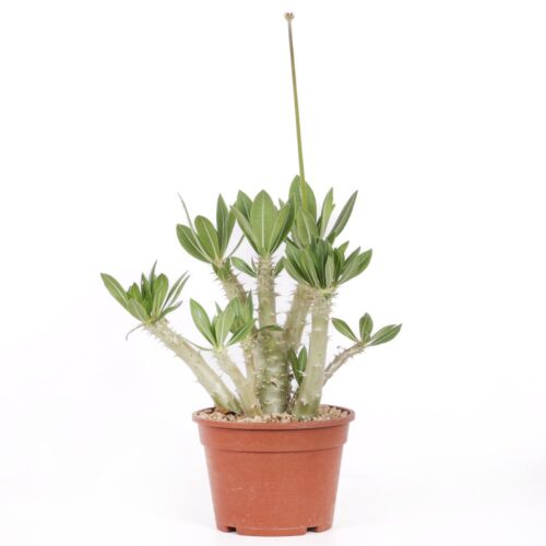 Pachypodium horombense Ø 17 cm