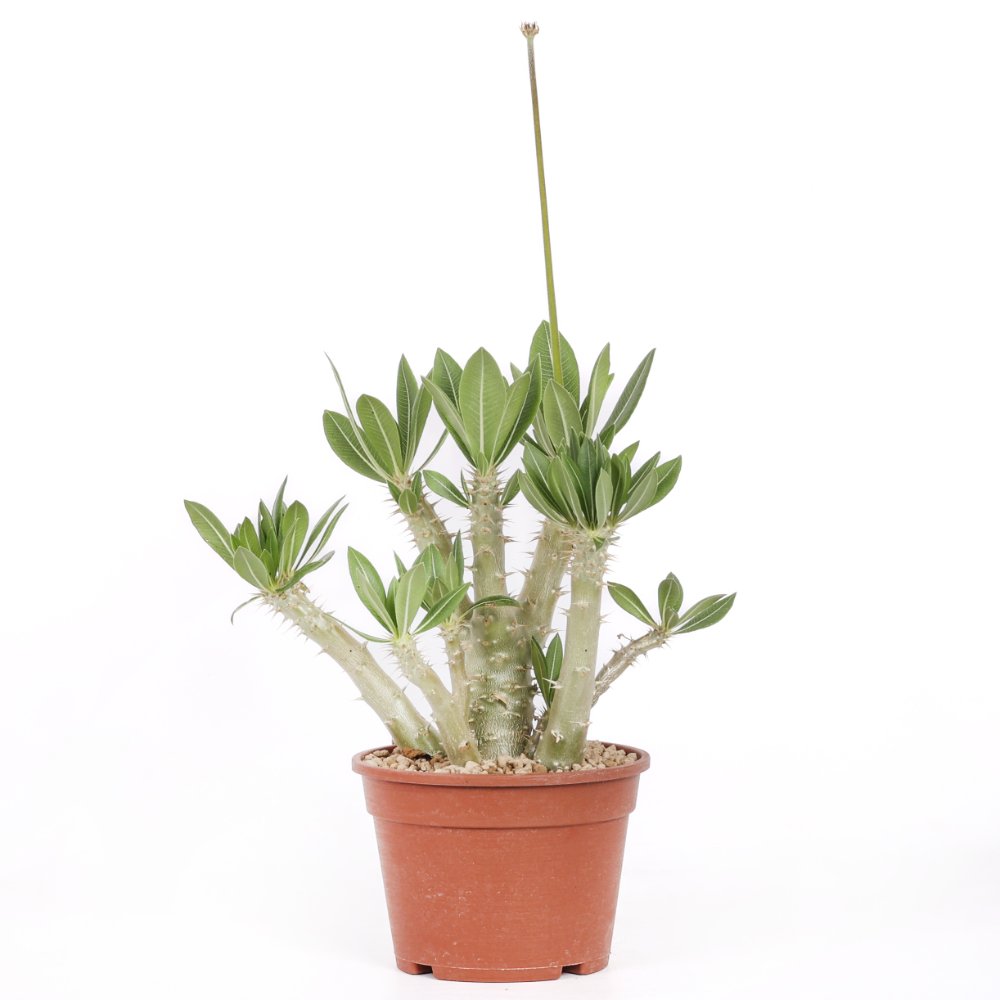 Pachypodium horombense Ø 17 cm