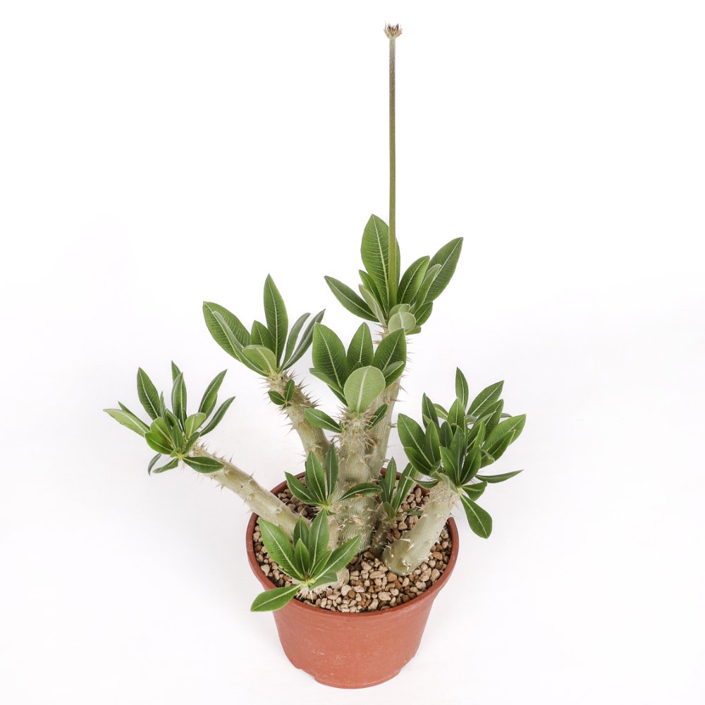 Pachypodium horombense Ø 17 cm