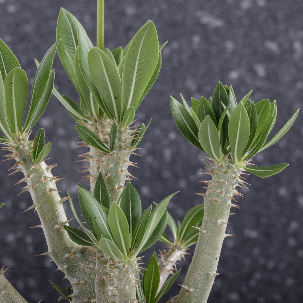 Pachypodium horombense Ø 17 cm