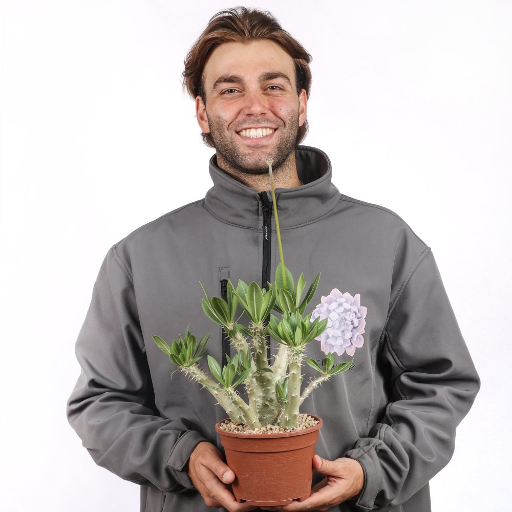 Pachypodium horombense Ø 17 cm