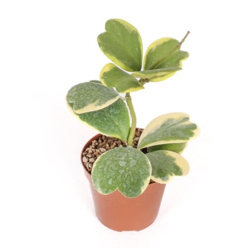 Hoya kerrii albomarginata Ø 12 cm