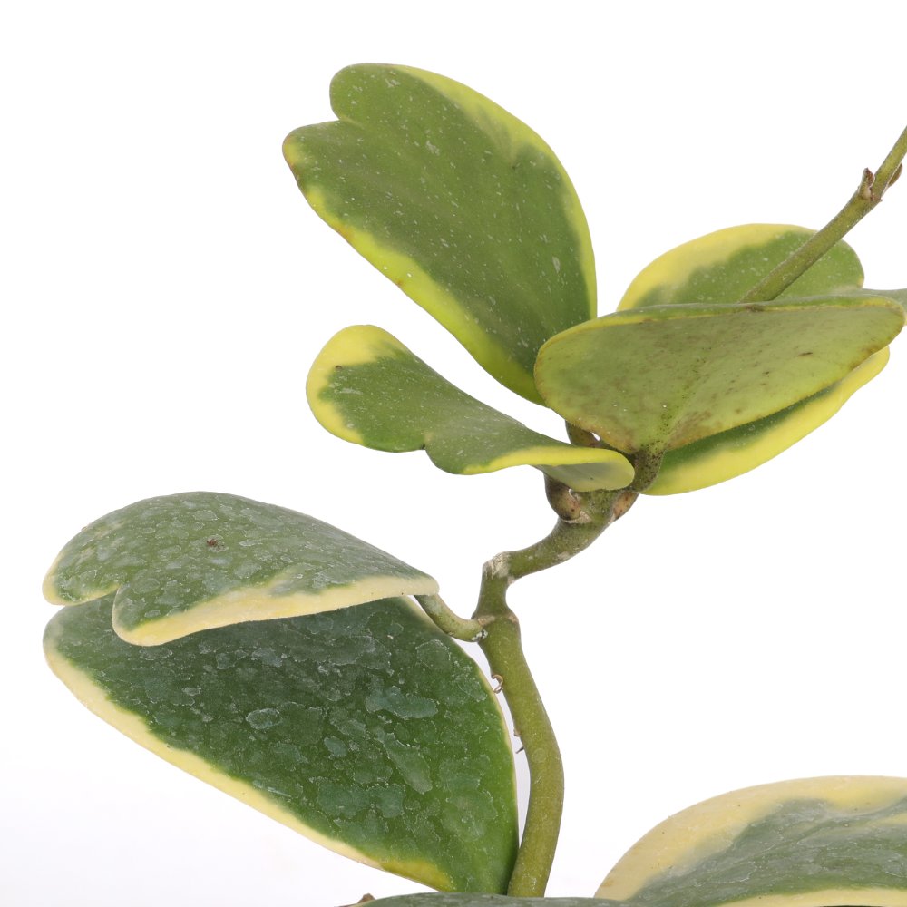 Hoya kerrii albomarginata Ø 12 cm