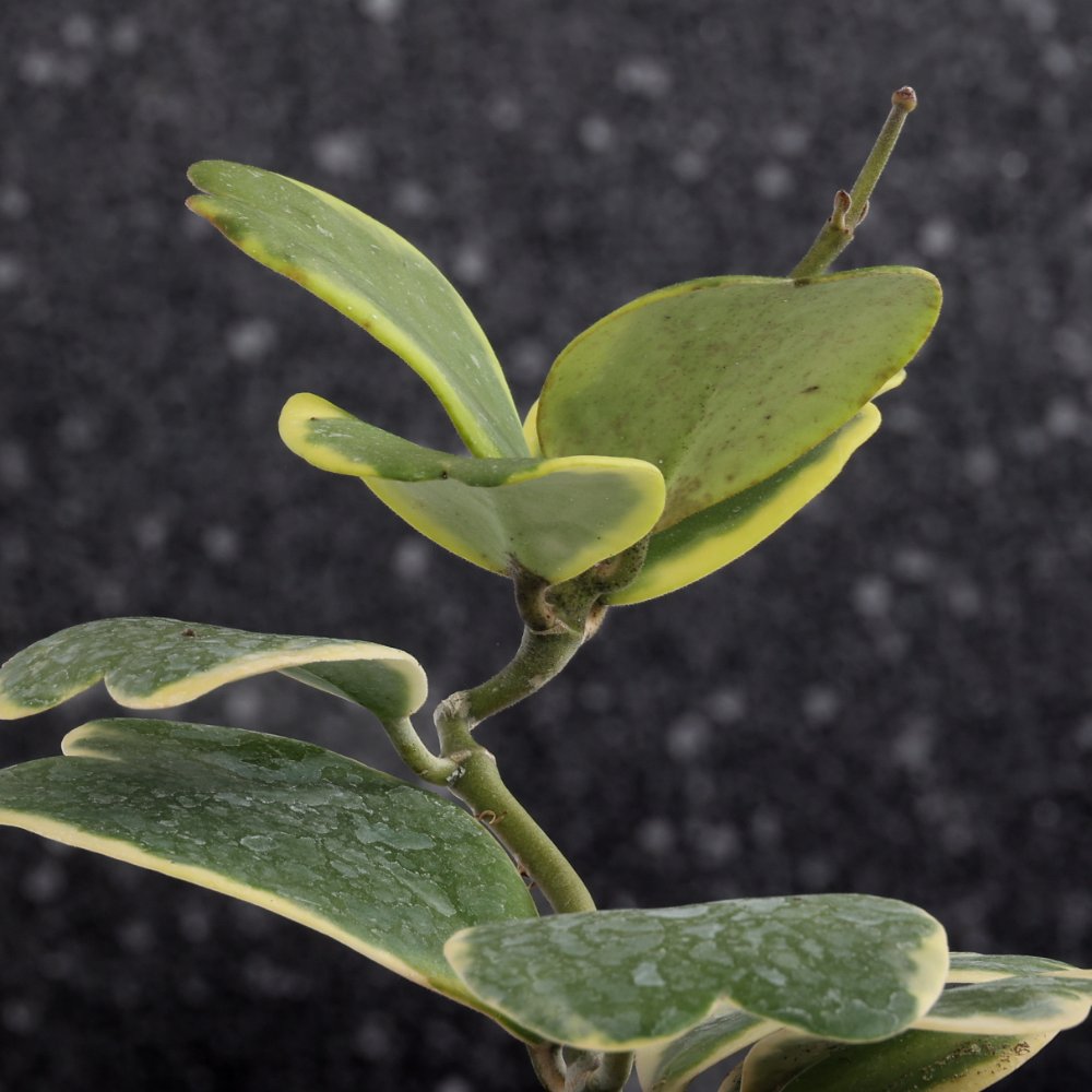 Hoya kerrii albomarginata Ø 12 cm