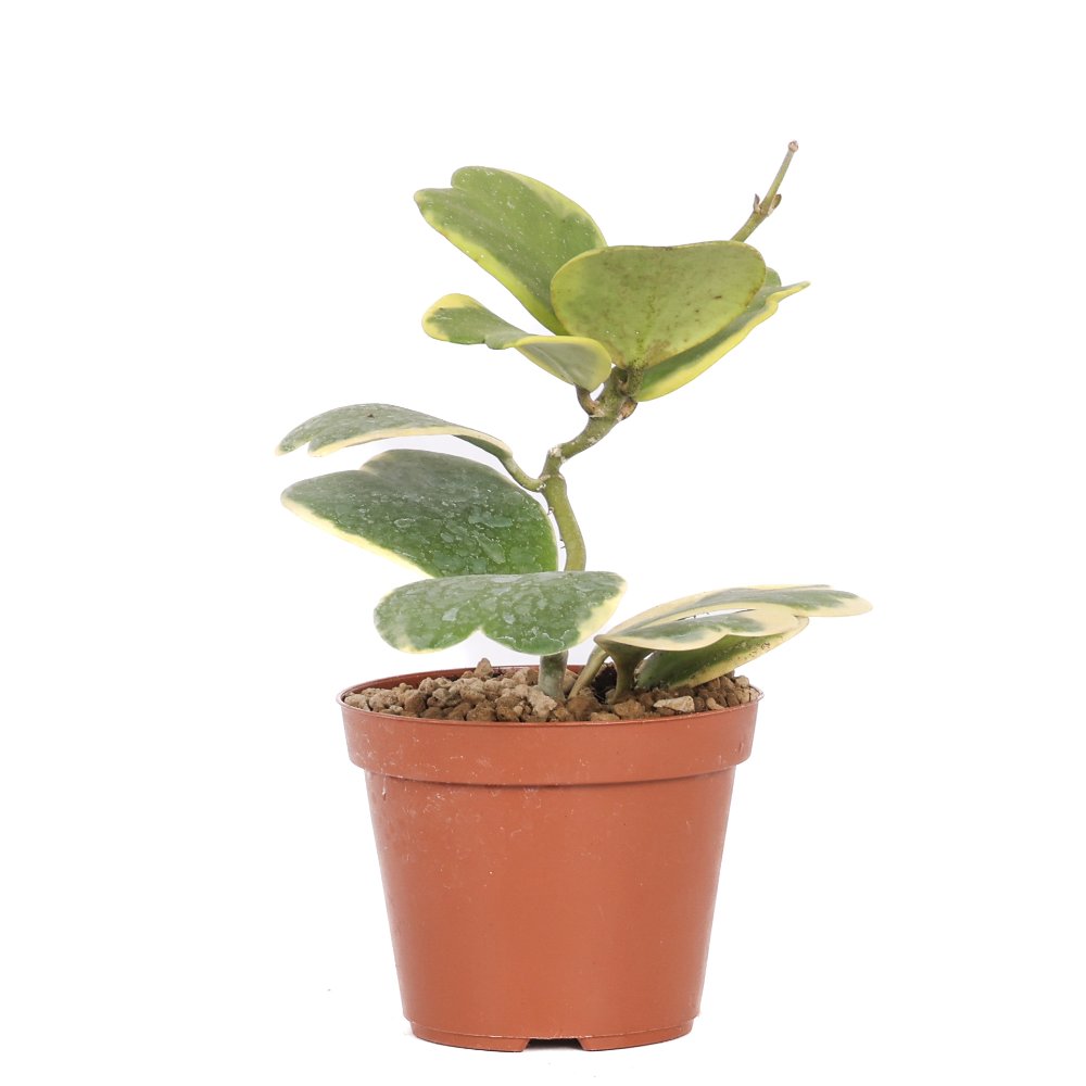 Hoya kerrii albomarginata Ø 12 cm