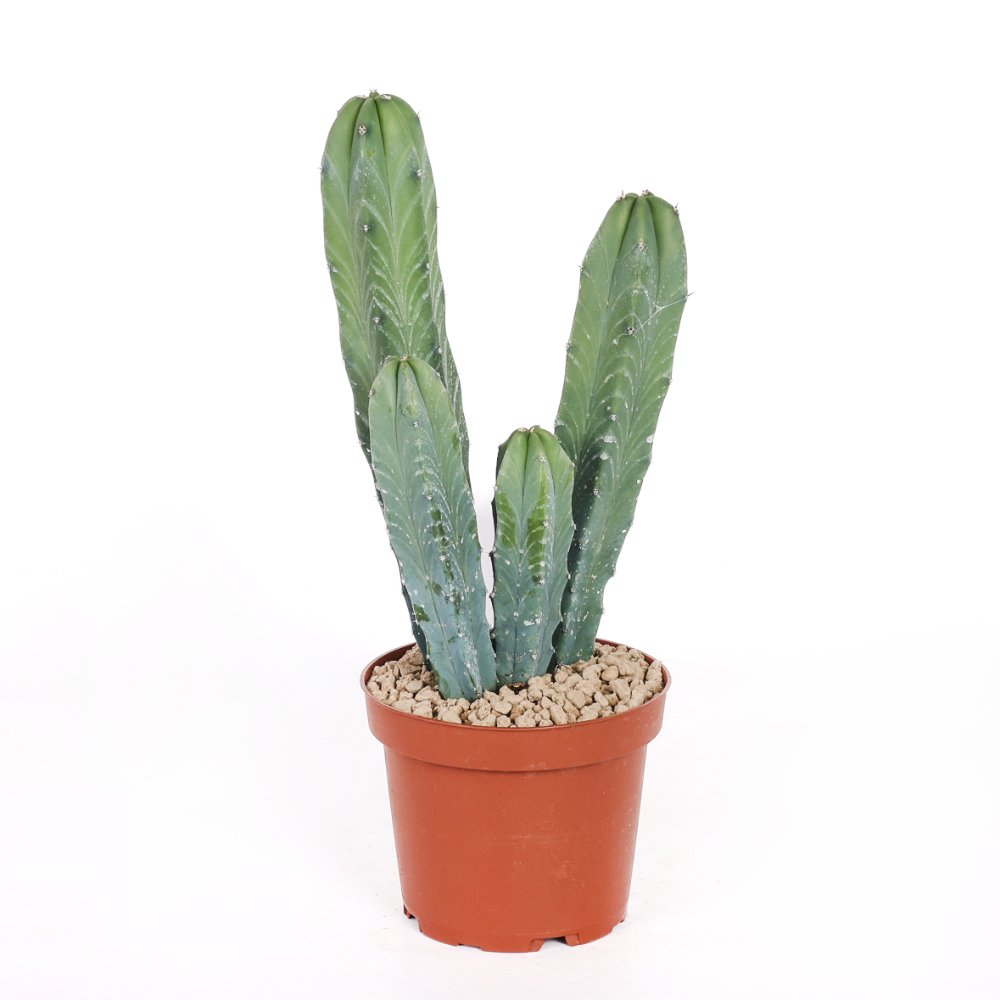 Myrtillocactus geometrizans Ø 12 cm