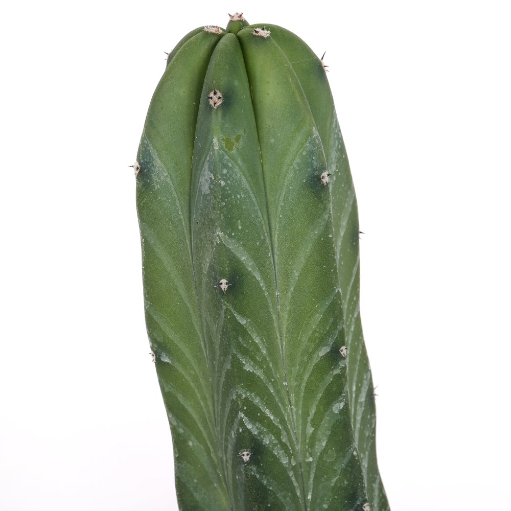 Myrtillocactus geometrizans Ø 12 cm