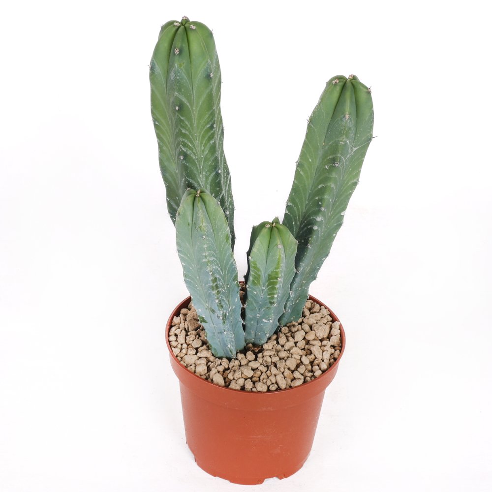 Myrtillocactus geometrizans Ø 12 cm