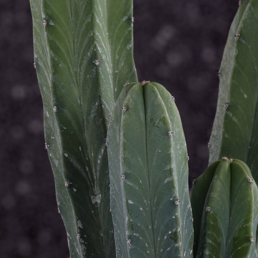 Myrtillocactus geometrizans Ø 12 cm