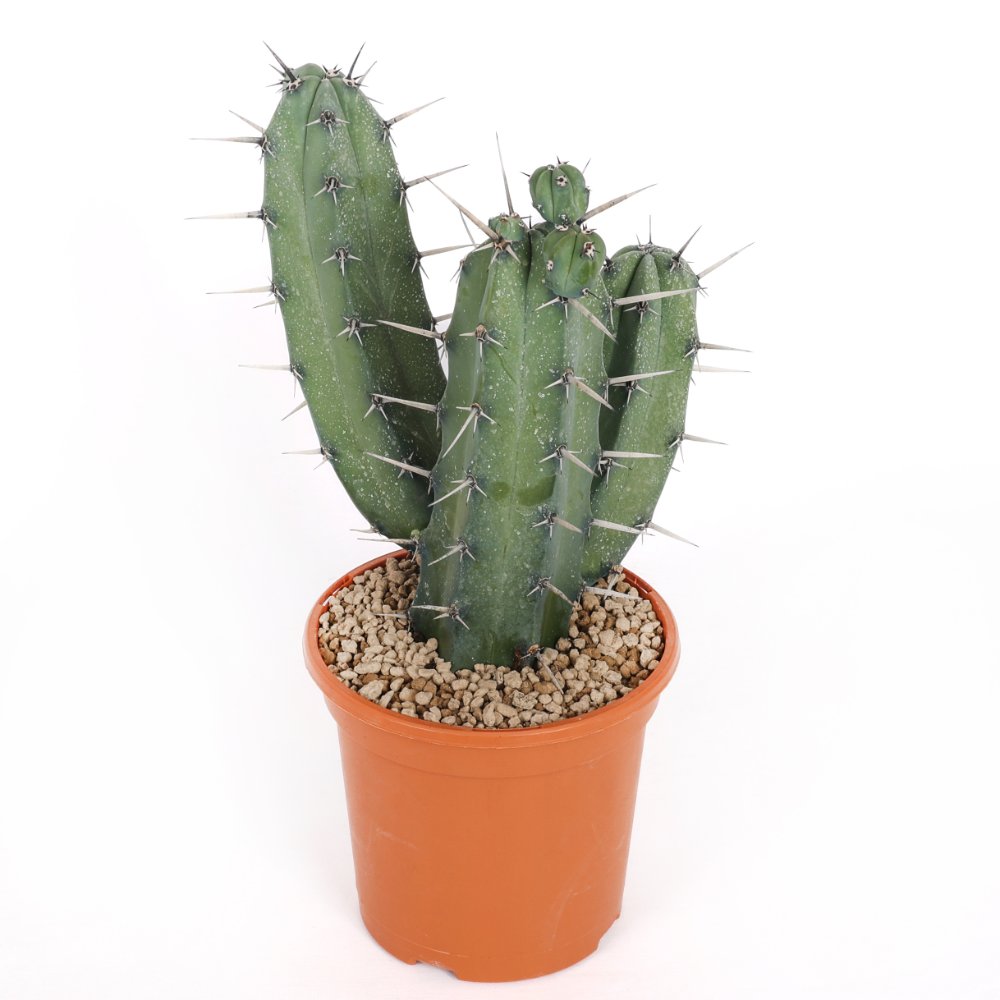 Myrtillocactus geometrizans Ø 17 cm
