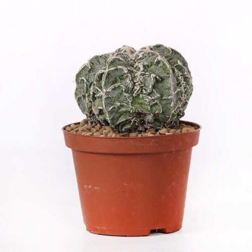 Astrophytum myriostigma Fukuryu Haku-Jo Ø 10,5 cm